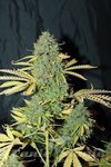 SEEDSMAN - Auto White Widow