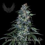 SENSI GENETICS - Northern XXL Auto