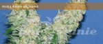 ELITE SEEDS - Mota Khan Afghana