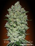ADVANCED SEEDS - Auto BioDiesel Mass