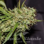 GREEN DEVIL GENETICS - Orange Haze