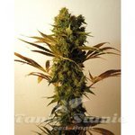 RESIN SEEDS - Hammershark