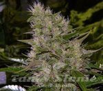 ! Critical Mass