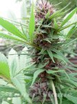 ACE SEEDS - Erdpurt