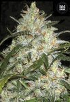 BULK SEED BANK - Grapefruit