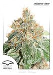 DUTCH PASSION - Auto Colorado Cookies