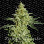 PARADISE SEEDS - AllKush