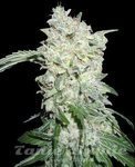 WORLD OF SEEDS - Afghan Kush Special