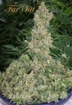 MANDALA SEEDS - Far Out
