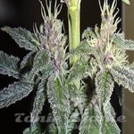ACE SEEDS - Violeta
