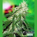 BOMB SEEDS - Buzz Bomb