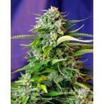SWEET SEEDS - Jack 47 Auto