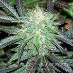 SAGARMATHA - Black Budha
