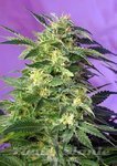 SWEET SEEDS - Killer Kush Auto