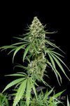DINAFEM - Critical +