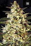 BULK SEED BANK - Auto Caramel King
