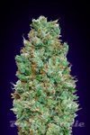 00 SEEDS BANK - Auto Blueberry