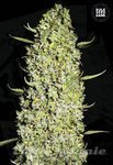 BULK SEED BANK - The Unlimited