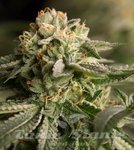 DINAFEM - Remo Chemo