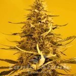 NIRVANA - White Widow Auto