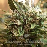 SHORT STUFF SEEDBANK - Auto Sharkbite