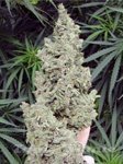 MEPHISTO GENETICS - Ripley's OG