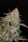 ADVANCED SEEDS - Black Diesel
