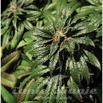 THE BULLDOG SEEDS - Bubblegum Kush