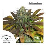 DUTCH PASSION - Californian Orange