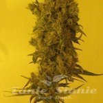 KETAMA SEEDS - Ketama Diesel