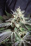 SWEET SEEDS - Black Jack