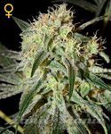 GREEN HOUSE SEEDS - Damn Sour