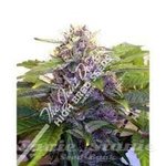 JOINT DOCTOR'S - Purple Ryder