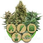 ROYAL QUEEN SEEDS - Autoflowering Mix