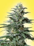 ! Big Bud Auto
