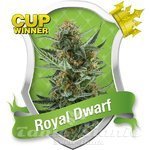 ROYAL QUEEN SEEDS - Auto Royal Dwarf