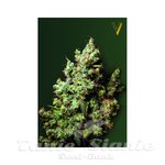 Victory Seeds - Northern Light