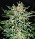 DELICOUS SEEDS - Sugar Black Rose