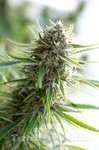 DINAFEM - Critical Mass CBD