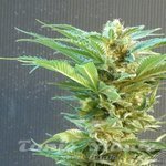 KANNABIA SEED - Thai Fantasy
