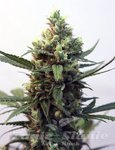 RIPPER SEEDS - Toxic