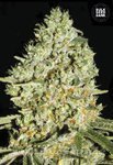 BULK SEED BANK - Critical