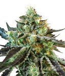 SWEET SEEDS - Sweet Nurse Auto CBD