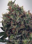 MINISTRY OF CANNABIS - Ultra White Amnesia