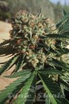 HUMBOLDT SEED - Sapphire OG