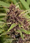 ! Frisian Dew