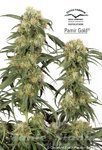 DUTCH PASSION - Pamir Gold