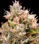 ! Blue Dream Auto