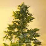 KETAMA SEEDS - Critikush