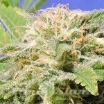 Original Sensible Seeds - Kali AK